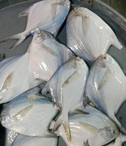 IMG-20250wqeq317-WA0014